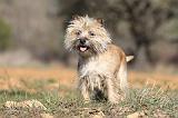 CAIRN TERRIER 327